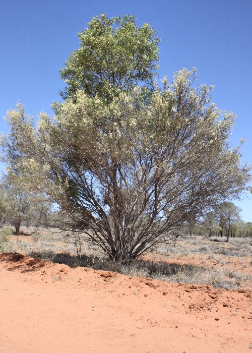 Australian Desert Plants Proteaceae